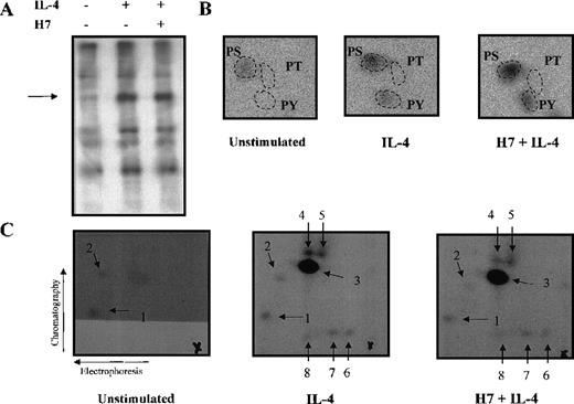 Fig. 7. Phospho-amino acid analysis and phosphopeptide map of Stat6. / Ramos cells were starved O/N and metabolically labeled with32P-orthophosphate in phosphate-free medium for 3 hours. Cells were stimulated with IL-4 (100 ng/mL) for 15 minutes and were treated with H7 (200 μmol/L) for 30 minutes before stimulation, if indicated. Cells were lysed in Triton lysis buffer, and Stat6 was immunoprecipitated. Immunocomplexes were separated in 7.5% SDS-PAGE and transferred to PVDF-membrane. (A) Autoradiography of the precipitates. (B) Phospho-amino acid analysis of the excised and hydrolyzed Stat6 bands. (C) For the phosphopeptide map, the Stat6 proteins excised from PVDF-membrane were digested with trypsin. Fragments were separated in the first dimension by electrophoresis at pH 8.9 and in the second dimension by chromatography. Phosphopeptides visualized by autoradiography are shown (numbered 1-8), and origins are marked with a cross.