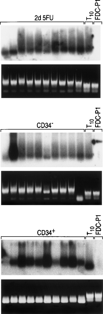 Fig. 3. Expression of IL-11 receptor chain mRNA in single murine bone marrow primitive progenitor-enriched subpopulations. / Total RNA was prepared from single murine bone marrow cells, and first-strand cDNA was synthesized and amplified as described in “Materials and Methods.” The bottom frame shows the ethidium bromide-stained amplified cDNA transferred to a nylon membrane, probed with the IL-11 receptor α chain cDNA, and subjected to Fuji bio-imaging analysis (top frame). 10 5FU Lin−Sca-1+ c-kit+ cells (upper panel), NBM Lin−Sca-1+ c-kit+CD34−cells (middle panel), and NBM Lin−Sca-1+c kit+CD34+ cells (lower panel) were analyzed for IL-11 receptor α chain expression to avoid individual cell artifacts. Cell differences may represent heterogeneity in each subpopulation. T10 cells were used as a positive control for IL-11 receptor α chain, and FDC P1 cells were used as a negative control. The amplification protocol produces cDNA of variable lengths from any given transcript, so that smears rather than bands result when the membranes are hybridized to a corresponding probe.24