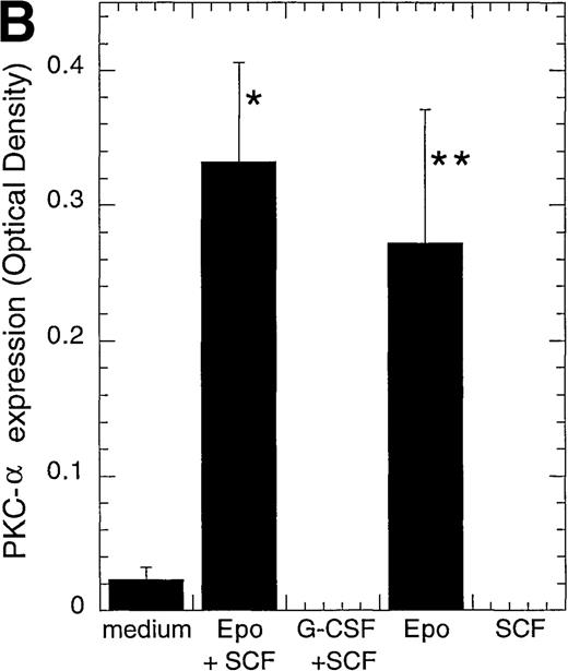 Fig. 2. Protein expression of different PKC isoforms in CD34+ progenitor cells cultured with different cytokines. / CD34+ cells were cultured in vitro for 4 days in medium alone or in the presence of EPO (5 U/mL) and SCF (50 ng/mL), G-CSF (50 ng/mL) and SCF (50 ng/mL), EPO (5 U/mL), or SCF (50 ng/mL) before the preparation of cytosolic proteins. Relative protein expressions of PKC-α, PKC-β2, PKC-γ, PKC-δ, PKC-ε, PKC-ζ, and Bax were determined by Western blotting. (A) One representative blot is shown. Note that for BT4c and U87GM, the upper band for PKC-α is possibly a phosphorylated form. (B) Optical density of PKC-α, determined by densitometric imaging of hyperfilms, is shown. Mean ± SEM of 5 to 12 separate experiments (*P < .001, n = 12;P = .009, n = 5). The expected 80-kd band is used for quantitation. (C) Optical density of PKC-β2, determined by densitometric imaging of hyperfilms, is shown. Mean ± SEM of 5 to 8 separate experiments (*P = .046, n = 5).