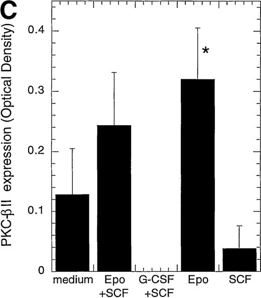 Fig. 2. Protein expression of different PKC isoforms in CD34+ progenitor cells cultured with different cytokines. / CD34+ cells were cultured in vitro for 4 days in medium alone or in the presence of EPO (5 U/mL) and SCF (50 ng/mL), G-CSF (50 ng/mL) and SCF (50 ng/mL), EPO (5 U/mL), or SCF (50 ng/mL) before the preparation of cytosolic proteins. Relative protein expressions of PKC-α, PKC-β2, PKC-γ, PKC-δ, PKC-ε, PKC-ζ, and Bax were determined by Western blotting. (A) One representative blot is shown. Note that for BT4c and U87GM, the upper band for PKC-α is possibly a phosphorylated form. (B) Optical density of PKC-α, determined by densitometric imaging of hyperfilms, is shown. Mean ± SEM of 5 to 12 separate experiments (*P < .001, n = 12;P = .009, n = 5). The expected 80-kd band is used for quantitation. (C) Optical density of PKC-β2, determined by densitometric imaging of hyperfilms, is shown. Mean ± SEM of 5 to 8 separate experiments (*P = .046, n = 5).