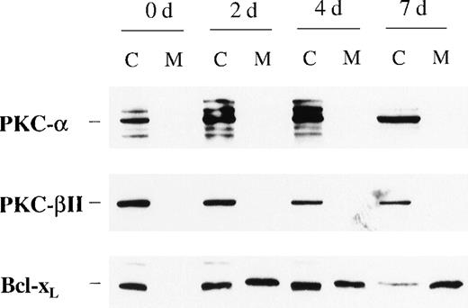 Fig. 3. Protein expression of PKC- and PKC-β2 in cytosolic and membrane fractions during EPO and SCF stimulation of CD34+ cells for various times. / CD34+ cells were cultured in the presence of EPO (5 U/mL) and SCF (50 ng/mL) for various times before the preparation of cytosolic and membrane proteins. Protein expressions of PKC-α, PKC-β2, and Bcl-xL were determined by Western blotting. A representative of 3 separate experiments is shown. C, cytosolic fractions; M, membrane fractions; d, days.