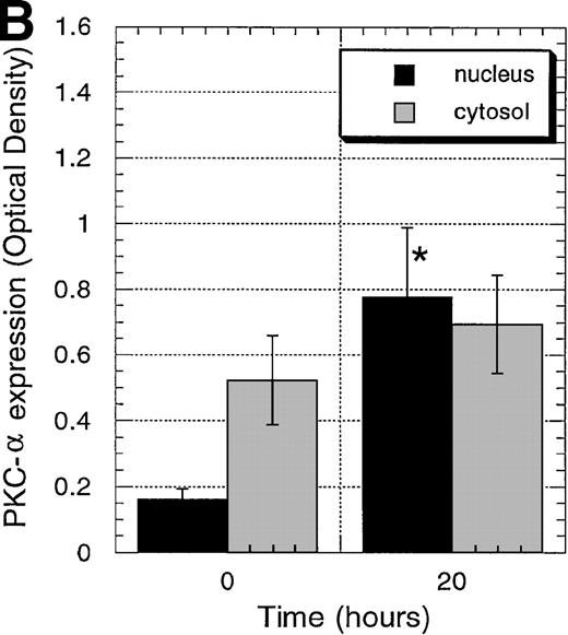 Fig. 4. Protein expression of PKC-, PKC-β2, and PKC-ɛ in cytosolic and nuclear fraction of CD34+ cells during EPO stimulation for various times. / CD34+ cells were cultured in medium alone for 24 hours before the addition of EPO (5 U/mL) and then were incubated for various times before cytosolic and nuclear proteins were prepared. The protein expression of PKC-α, PKC-β2, and PKC-ε was determined by Western blotting. (A) A representative of 5 separate experiments is shown. *, not performed. (B) Optical density of PKC-α determined by densitometric imaging of hyperfilms is shown. Mean ± SEM of 5 separate experiments (*P = .028, n = 5). (C) Optical density of PKC-β2 determined by densitometric imaging of hyperfilms is shown. Mean ± SEM of 5 separate experiments (*P = .047, n = 5). (D) Optical density of PKC-ε determined by densitometric imaging of hyperfilms is shown. Mean ± SEM of 3 separate experiments.