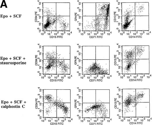 Fig. 5. Effect of the PKC inhibitors staurosporine and calphostin C on the EPO-induced erythroid differentiation of CD34+cells. / CD34+ cells were cultured in medium alone or in the presence of EPO (5 U/mL) or EPO (5 U/mL) and SCF (50 ng/mL), with or without staurosporine (50 nmol/L or 20 nmol/L) or calphostin C (50 nmol/L or 20 nmol/L) for 7 days and then stained with the indicated monoclonal antibodies. (A) Immunophenotyping of CD34+ cells cultured in the presence of EPO and SCF without or with staurosporine (50 nM) or calphostin C (50 nM). A representative of 6 separate experiments is shown. GPA, glycophorin A. CD34+ cells with or without staurosporine or calphostin C were cultured in medium alone (B), in the presence of EPO (C), or in the presence of EPO and SCF (D). indicates the percentage of GPA+ cells, ▧, CD13+ cells, and ▩, of CD15+ cells. Mean ± SEM of 6 separate experiments (3 for the calphostin C results).