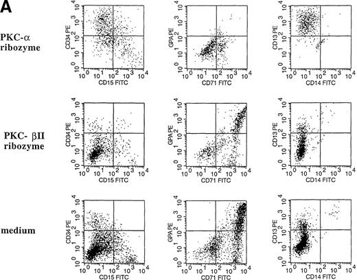 Fig. 8. The effect of PKC- and PKC-β2 ribozymes on CD34+ cells cultured with EPO and SCF. / The CD34+ cells were incubated at 30 000 cells/well in flat-bottomed, 96 well plates with PKC-α ribozyme (2 μmol/L), PKC-β2 ribozyme (2 μmol/L), or medium for 24 hours and then stimulated with EPO (5 U/mL) and SCF (50 ng/mL.). (A) Cells were stained with the indicated mAbs 8 days after transfection with ribozymes. (B) Cytosolic proteins were prepared from cells cultured for 6 days after transfection. (C) Cytosolic proteins were prepared from cells cultured for 6 days after transfection. Control cells were transfected with a PKC-ε ribozyme that was not catalytic active. (D) RT-PCR was performed on RNA prepared from cells cultured for 6 days after transfection. PKC-α, 320 bp; actin, 620 bp.