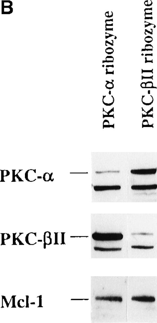 Fig. 8. The effect of PKC- and PKC-β2 ribozymes on CD34+ cells cultured with EPO and SCF. / The CD34+ cells were incubated at 30 000 cells/well in flat-bottomed, 96 well plates with PKC-α ribozyme (2 μmol/L), PKC-β2 ribozyme (2 μmol/L), or medium for 24 hours and then stimulated with EPO (5 U/mL) and SCF (50 ng/mL.). (A) Cells were stained with the indicated mAbs 8 days after transfection with ribozymes. (B) Cytosolic proteins were prepared from cells cultured for 6 days after transfection. (C) Cytosolic proteins were prepared from cells cultured for 6 days after transfection. Control cells were transfected with a PKC-ε ribozyme that was not catalytic active. (D) RT-PCR was performed on RNA prepared from cells cultured for 6 days after transfection. PKC-α, 320 bp; actin, 620 bp.