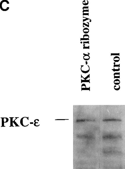 Fig. 8. The effect of PKC- and PKC-β2 ribozymes on CD34+ cells cultured with EPO and SCF. / The CD34+ cells were incubated at 30 000 cells/well in flat-bottomed, 96 well plates with PKC-α ribozyme (2 μmol/L), PKC-β2 ribozyme (2 μmol/L), or medium for 24 hours and then stimulated with EPO (5 U/mL) and SCF (50 ng/mL.). (A) Cells were stained with the indicated mAbs 8 days after transfection with ribozymes. (B) Cytosolic proteins were prepared from cells cultured for 6 days after transfection. (C) Cytosolic proteins were prepared from cells cultured for 6 days after transfection. Control cells were transfected with a PKC-ε ribozyme that was not catalytic active. (D) RT-PCR was performed on RNA prepared from cells cultured for 6 days after transfection. PKC-α, 320 bp; actin, 620 bp.