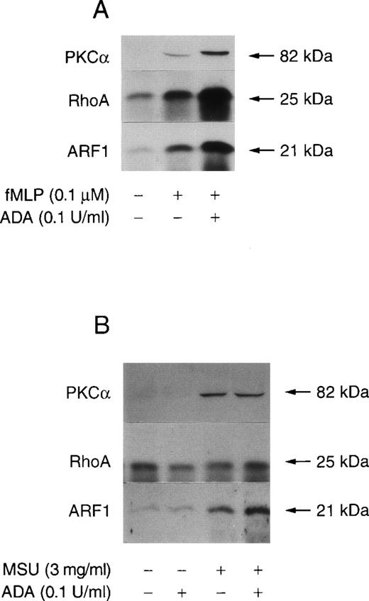 Fig. 2. Effect of ADA on fMLP-stimulated translocation of PKCα, RhoA, and ARF1 to membranes. / Unlabeled neutrophils were prewarmed 5 minutes at 37°C. (A) 10 μmol/L CB was added and the cell suspension incubated for an additional 5 minutes in the presence or absence of 0.1 U/mL ADA. Neutrophils were stimulated with 0.1 μmol/L fMLP for 2 minutes. (B) Cell suspensions were stimulated with 3 mg/mL MSU crystals for 15 minutes, without CB. Incubations were stopped and neutrophil membranes prepared as described in “Materials and Methods.” The samples were analyzed for PKCα, RhoA, and ARF1 by immunoblotting. The data are from 1 experiment representative of 3 similar experiments.
