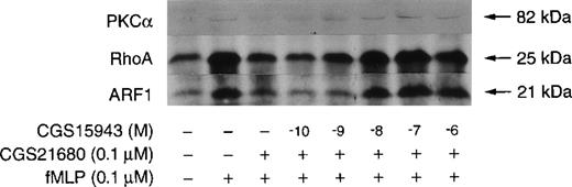 Fig. 7. Effect of CGS15943 on CGS21680-induced inhibition of fMLP-stimulated translocation of PKC, RhoA, and ARF1 to membranes. / Unlabeled neutrophils were prewarmed 5 minutes at 37°C. Then 10 μmol/L CB was added and the cell suspensions incubated for an additional 5 minutes in the absence of ADA. Where indicated, 0.1 μmol/L CGS21680 (lanes 3-8) and increasing concentrations of CGS15943 (lanes 4-8) were added to the cell suspensions. Neutrophils were stimulated with 0.1 μmol/L fMLP for 2 minutes (lanes 2-8). Incubations were stopped and neutrophil membranes were prepared as described in “Materials and Methods.” The levels of PKCα, RhoA, and ARF1 in samples were analyzed by immunoblotting. The data are from 1 experiment representative of 3 similar experiments.