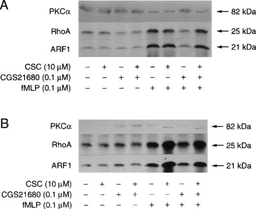 Fig. 8. Effect of CSC on CGS21680-mediated inhibition of fMLP-stimulated translocation of PKC, RhoA, and ARF1 to membranes. / Unlabeled neutrophils were prewarmed 5 minutes at 37°C. Neutrophils were then pretreated with 10 μmol/L CB in the presence (A) or absence (B) of 0.1 U/ml ADA for 5 minutes. Where indicated, 0.1 μmol/L CGS21680 (lanes 3, 4, 7, 8) and 10 μmol/L CSC (lanes 2, 4, 6, 8) were also added to the cell suspensions. Neutrophils were stimulated with 0.1 μmol/L fMLP (lanes 5-8) or DMSO (lanes 1-4) for 2 minutes. Incubations were stopped and neutrophil membranes prepared as described in “Materials and Methods.” The levels of PKCα, RhoA, and ARF1 in samples were analyzed by immunoblotting. The data are from 1 experiment representative of 3 similar experiments.