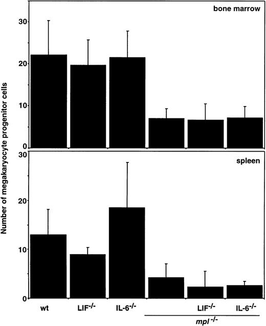 Fig. 3. Megakaryocyte progenitor cells in double mutant mice. / The means ± SD of acetylcholinesterase-positive colonies in semisolid agar cultures of 2.5 × 104 femoral bone marrow cells or 105 spleen cells are shown. Cells were stimulated with the combination of IL-3, SCF, and EPO. No statistically significant differences were observed (P > .05, Students' t test) for comparison of data from LIF-/-, IL-6-/-, or IL-11Rα-/-mice with wild-type controls or of LIF-/-mpl-/-, IL-6-/-mpl-/-, or IL-11Rα-/-mpl-/- mice withmpl-/ -data.