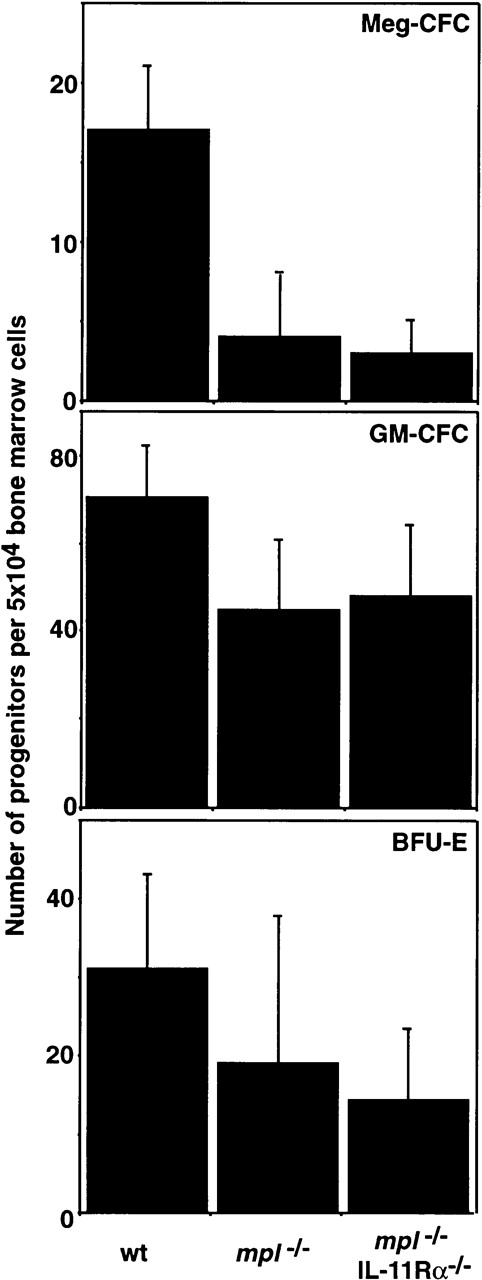 Fig. 5. Hemopoietic progenitor cells inmpl−/−IL-11R−/−double mutant mice. / The mean ± SD of the total number of colonies that developed in semisolid agar cultures of 2.5 × 104 femoral bone marrow cells or 105 spleen cells is shown. Cells were stimulated with IL-3 and SCF (Meg-CFC), GM-CSF, IL-3, and SCF (GM-CFC) or SCF and EPO (BFU-E). No statistically significant differences were observed (P > .05, Students' t test) for comparison of IL-11Rα-/- with wild type (wt) or of IL-11Rα-/-mpl-/- withmpl-/-.