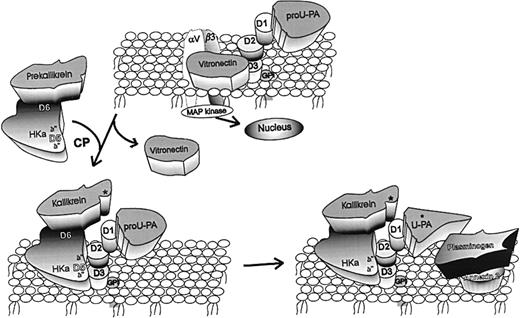 Fig. 8. Mechanisms underlying antiangiogenic activity of HKa. / Vitronectin (VN) is pictured bound to both the integrin (αvβ3) and the urokinase receptor (uPAR) by domains 2 and 3 (D2, D3). In this tentative hypothesis, HKa is pictured as binding by D5 to domains 2/3 of uPAR. By doing so, HKa displaces VN from the same domains of uPAR, thus acting as an antiadhesive ligand. In addition, prekallikrein (PK), which circulates in complex with HK or HKa bound to D6, is recruited to the endothelial surface. PK is converted to kallikrein (K) by an endothelial cell cysteine protease (CP). K then cleaves pro-uPA to uPA. Plasminogen (PG) bound to 1 of its receptors, such as annexin 2, is converted by uPA to plasmin (PN). Thus, HKa can augment cell-bound plasmin-dependent proteolysis to facilitate endothelial cell migration. Finally, pro-uPA is known to stimulate endothelial cell signal transduction, probably by the association of uPAR with integrins such as αvβ3. It remains to be shown that the action of HKa to inhibit cell proliferation is by a similar mechanism.