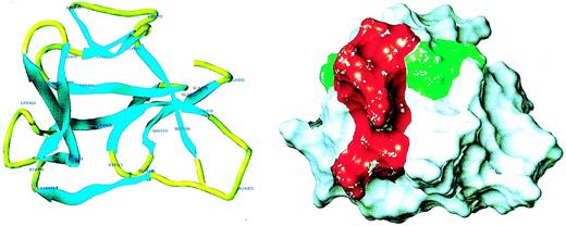 Fig. 3. Homology model of HK D5. / (A) Ribbon diagram of model. The amino acid residues are labeled. (B) Surface properties of model. The red area, which subsumes the amino acids 440-455, is adjacent to the green area, amino acids 483-485.