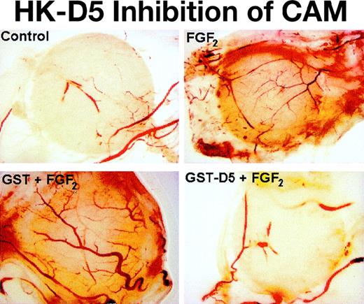Fig. 7. Photomicrograph of CAM: inhibition by HK D5 and HKa. / Few vessels are seen when CAM is incubated with a disk containing control (PBS). When the CAM is incubated with a disk containing GST (0.2 μM), no differences from control are observed (not shown). Many new vessels are seen with stimulation by FGF2. When the CAM is incubated with FGF2 and GST (0.2 μM), no differences from FGF2 alone are observed. The formation of new vessels by FGF2 + GST-D5 (0.2 μM) is markedly decreased compared to FGF2 alone and does not differ from control (original magnification × 40).