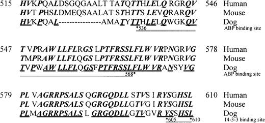 Fig. 1. Interspecies homology of the cytoplasmic domain of GpIb. / Amino acid identity is reported by bold type, and identity among the 3 species is designated by the bold underline. The actin-binding protein (ABP)/filamen α and 14-3-3ζ interaction domains are designated by the double underline bordered by asterisked residue numbers.