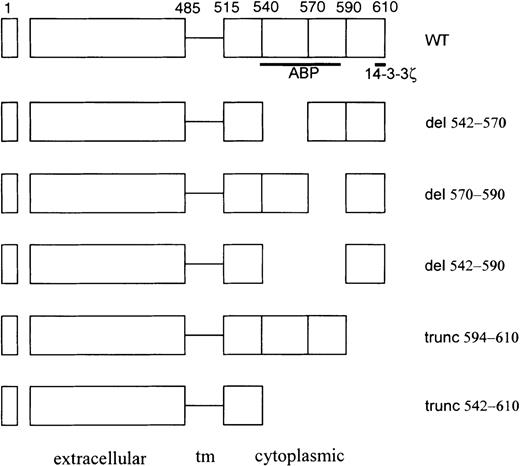 Fig. 2. Schematic of GpIbα cytoplasmic domain mutants used in these studies. / The actin-binding protein (ABP)/filamen α and 14-3-3ζ binding domains are designated schematically by the bold lines beneath the wild-type (WT) construct. tm, transmembrane.