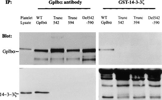 Fig. 3. GpIb binding to 14-3-3ζ inhibited by truncations or deletions in its cytoplasmic domain. / GpIbα mutants were expressed with wild-type GpIbβ and GpIX. The capacity of these mutants to bind to 14-3-3ζ was examined in cell lysates precipitated with a GST-14-3-3ζ fusion protein (right) or with mAb AN51 that recognizes the extracellular domain of GpIbα (left). Truncation of the cytoplasmic domain of GpIbα at residue 542 eliminated binding to the 14-3-3ζ fusion protein and eliminated endogenous 14-3-3ζ coimmunoprecipitating with GpIbα. Deletion of the large cytoskeletal interaction domain(s) between residues 542 and 590 (ABP in Figure 2, which maintains the C-terminal 14-3-3ζ binding site) also eliminated the capacity of recombinant GpIbα to bind to the GST-14-3-3ζ fusion protein and eliminated the interaction of endogenous 14-3-3ζ with recombinant GpIbα in CHO cells. Truncation of GpIbα at amino acid 594 eliminated 14-3-3ζ coimmunoprecipitating with GpIbα. No immunodetectable GpIbα truncated at residue 594 bound GST-14-3-3ζ (IP, immunoprecipitation; n = 3).