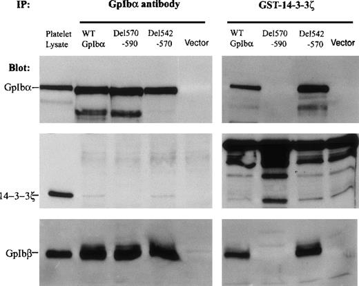 Fig. 4. 14-3-3ζ binding to GpIb and GpIbβ regulated by partial deletions within the cytoskeletal interaction domain of GpIb. / Two deletions were made within the large actin-binding protein (ABP)/cytoskeletal interaction domain(s) (see Figure 2). One encompassed the primary ABP domain as determined by peptide inhibition assays: residues 542-570. The second encompassed a second, perhaps regulatory, cytoskeletal interaction domain identified by mutagenesis assays: residues 570-590. Deletion of residues 542-570 enhanced the binding of GpIbα to a GST-14-3-3ζ fusion protein (right) and did not affect the quantity of 14-3-3ζ that coimmunoprecipitated with GpIbα (left). Deletion of the sequence 570-590 of GpIbα eliminated all binding of 14-3-3ζ to GpIbα. The absence of GpIbα (vector) or the deletion of residues 570-590 prevented GpIbβ from binding to the GST-14-3-3ζ protein (bottom panels) (n = 5).
