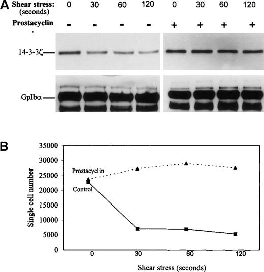 Fig. 6. 14-3-3ζ dissociates from GpIb during platelet aggregation in response to pathologic shear stress, and disassociation is inhibited by prostacyclin. / Intact washed human platelets were sheared in a cone-plate viscometer at a force of 90 dynes/cm2. (A) Shear stress caused the dissociation of 14-3-3ζ from platelet GpIbα immunoprecipitated with mAb AN51, and that platelet treatment with 100 ng/mL prostacyclin, which stimulated PKA, inhibited the decrease of immunodetectable 14-3-3ζ from the immunoprecipitated GpIbα. (B) Platelet aggregation in response to 90 dynes/cm2 shear stress and its inhibition by prostacyclin. Aggregation is reported as a decrease in the number of single particles in the sheared platelet suspension (n = 3).