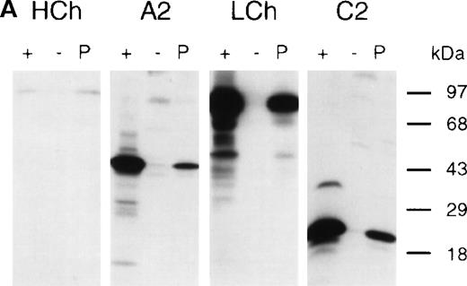 Fig. 1. Characterization of anti-FVIII antibodies in the plasma of a patient. / Binding of antibodies to metabolically labeled FVIII fragments corresponding to the FVIII heavy chain (HCh), the A2 domain (A2), the FVIII light chain (LCh), and the C2 domain (C2) was evaluated by immunoprecipitation. (A) Reactivity of anti-FVIII antibodies in the patient's plasma. (lane 1, +) Positive control. mAb CLB-CAg 9 for HCh and A2, mAb CLB-CAg 117 for LCh and C2. (lane 2, −) Control plasma. (lane 3, P) Antibodies in the patient's plasma. (B) Subclass typing of anti-FVIII antibodies. (left panel, A2) Anti-A2 domain antibodies. (right panel, LCh) FVIII light-chain–specific antibodies. (lane 1, +) Total IgG. (lanes 2-5)1-4 IgG1, IgG2, IgG3, IgG4. (lane 6, −) Control plasma. In the patient's plasma no anti-FVIII antibodies of the IgM class could be detected (data not shown). Molecular weight markers are indicated at the right of the figures.