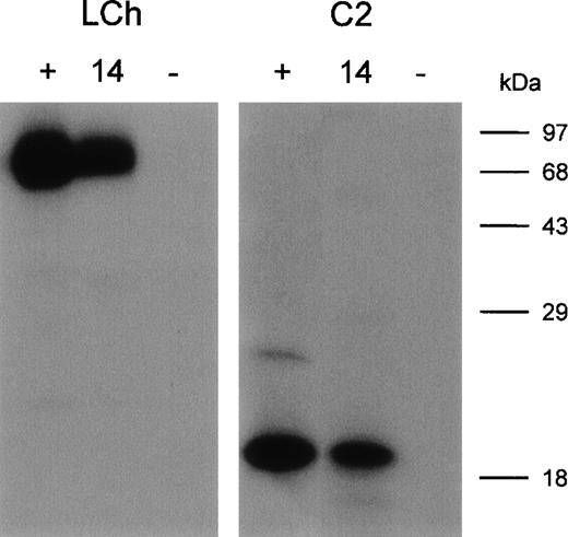 Fig. 2. Immunoprecipitation of metabolically labeled FVIII light chain (LCh) and C2 domain (C2) by scFv. / (lane 1, +) Positive control; mAb CLB-CAg 117. (lane 2, 14) scFv EL-14. (lane 3, −) Negative control; scFv O4. Molecular weight markers are given at the right of the figure.