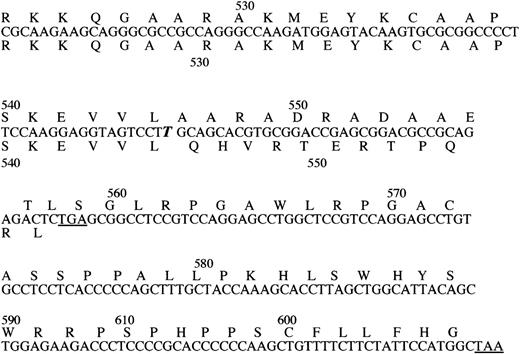 Fig. 2. The effect of the nucleotide insertion on the deduced amino acid sequence of the carboxy-terminal region of TM. / The inserted nucleotide is identified by bold italic letter. The deduced amino acid sequence of the mutant protein is written above, the normal below the nucleotide sequence. The termination codons are underlined (numbering as in the mature protein).