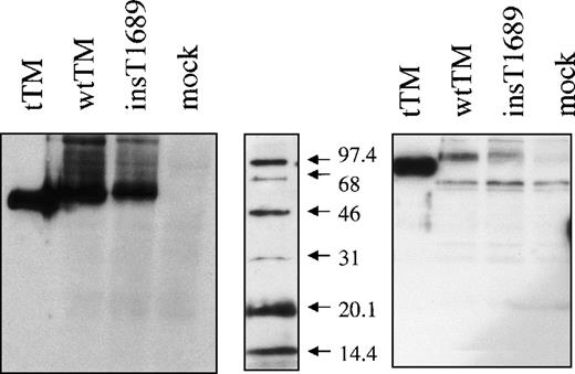Fig. 5. Western blot of the expressed proteins. / SDP-PAGE and immunoblot of a truncated TM form (tTM) and of cell lysates from cells expressing wild type (wtTM), insertional mutant (ins T 1689) TM or no TM (mock). Immunodetection was performed with sheep polyclonal anti-TM antibody, followed by HRP-conjugated antigoat antibody and ECL detection. Panels represents proteins under nonreducing (left) and reducing (right) conditions as shown. The mol wt marker (middle) was always reduced, and following electroblotting was detected separately with streptavidin-HRP conjugate.