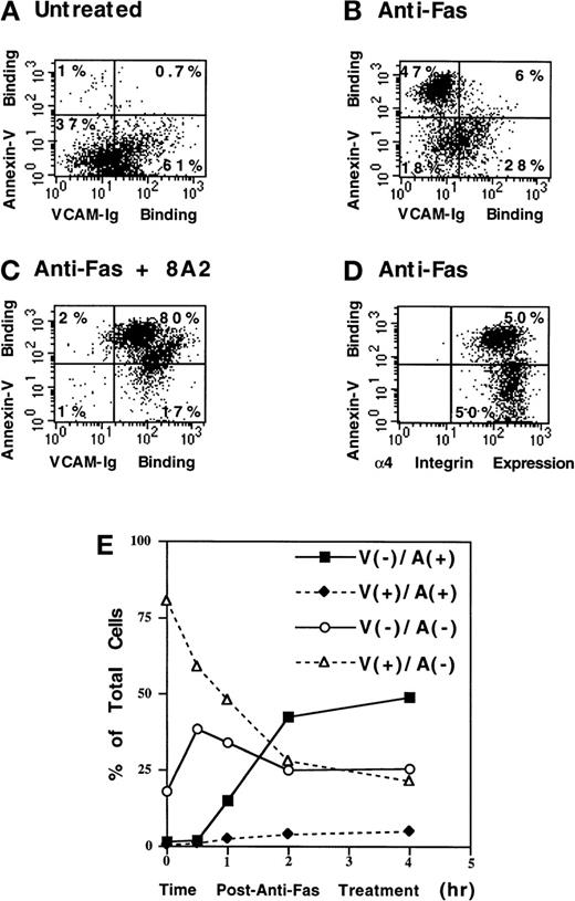 Fig. 7. Fas-induced apoptosis suppresses sVCAM-Ig binding to Jurkat cells. / Jurkat cells were untreated (A) or were treated with anti-Fas antibody CH11 (300 ng/mL) for 4 hours (B-D). 7 Ig-domain VCAM-Ig binding was assayed as described in “Materials and Methods” (A-C). (D) Cells were stained with the anti-α4-integrin mAb 9F10. Outer membrane phosphatidylserine exposure was assayed by PE-conjugated annexin-V binding, as described in “Materials and Methods”. The percentage of cells in each quadrant is indicated. Note the marked reduction in VCAM-Ig binding to annexin-V(+) cells (B) without a major reduction in α4 expression (D). VCAM-Ig binding to annexin-V(+) cells is restored by the activating antibody 8A2 (C). 8A2 also markedly increased annexin-V binding to previously negative cells (C). (E) Kinetics of sVCAM-1 and annexin-V binding to Jurkat cells after anti-Fas antibody treatment was analyzed. Cells that bound VCAM-Ig (V+) or failed to bind VCAM-Ig (V−) are indicated. Similarly, annexin-V binding (A+) and nonbinding (A−) cells are also indicated. Note that the A(−)/V(−) cells initially increased coordinately with the decrease in A(−)/V(+) cells, before any increase in A(+) cells, and note the nearly complete absence of V(+)/A(+) cells, indicating that in apoptotic cells α4-integrin activation is blocked. Results are representative of 3 separate experiments.