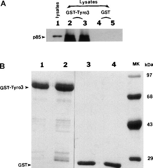 Fig. 2. The p85 subunit of PI3-kianse interacts with Tyro3 kinase domain. / (A) Purified GST-Tyro3 and GST alone used as a control were immobilized onto glutathione Sepharose beads and were incubated with NIH3T3 cell lysates. After washes, the proteins associated with GST-Tyro3 and GST beads were analyzed by SDS-PAGE and Western blotting using an anti-p85 antibody. Lane 1 is NIH3T3 total cell lysates. Lanes 2 and 3 are replicates of proteins bound to GST-Tyro3 beads. Lanes 4 and 5 are replicates of proteins bound to GST beads. (B) Purified GST-Tyro3 (lanes 1 and 2) and GST (lanes 3 and 4) were analyzed by SDS-PAGE. Lane 5 consists of protein standards.