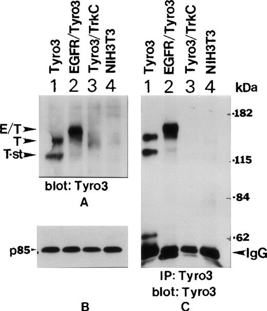 Fig. 3. Ectopic expression of EGFR-Tyro3 and Tyro3. / (A) NIH3T3 cells transfected with a full-length Tyro3 (lane 1), an EGFR/Tyro3 fusion receptor (lane 2), and a Tyro3/Trk-C fusion receptor (lane 3) were lysed, and equal amounts of cell lysates were analyzed for Tyro3 expression using an antibody recognizing the C-terminal part of the receptor. E/T denotes the EGFR/Tyro3 fusion receptor, and T denotes the Tyro3 receptor. T-st indicates a short form of Tyro3. (B) As a loading control, equal amounts of the cell lysates, as described in Figure 3A, were analyzed by SDS-PAGE and by Western blotting using an anti-P85 antibody. (C) Various cell lysates were immunoprecipitated with the anti-Tyro3 antibody, and immunoprecipitates were analyzed for Tyro3 expression.