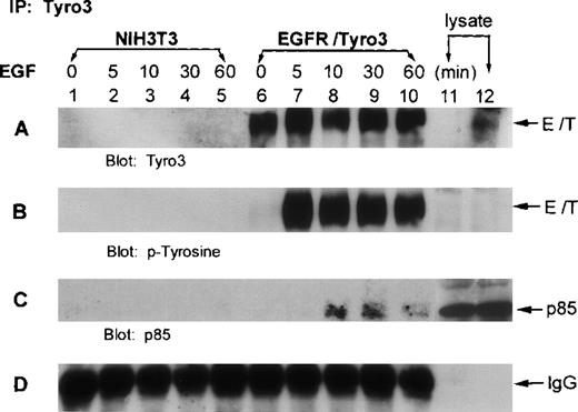 Fig. 4. The p85 subunit of PI3 kinase interacts with phosphorylated EGFR/Tyro3. / NIH3T3 cells transfected with EGFR/Tyro3 (lanes 6-10) and the parental cells (lanes 1-5) were treated with EGF for various times. Equal amounts of cell lysates were immunoprecipitated with the anti-Tyro3 antibody. Immunoprecipitates were then blotted for (A) Tyro3, (B) PY-Tyro3, or (C) P85. (D) IgG portion of the gel was shown as a loading control. Lanes 11 and 12 were nontreated lysates from NIH3T3 and NIH3T3-EGFR/Tyro3, respectively. EGF, epithelial growth factor.