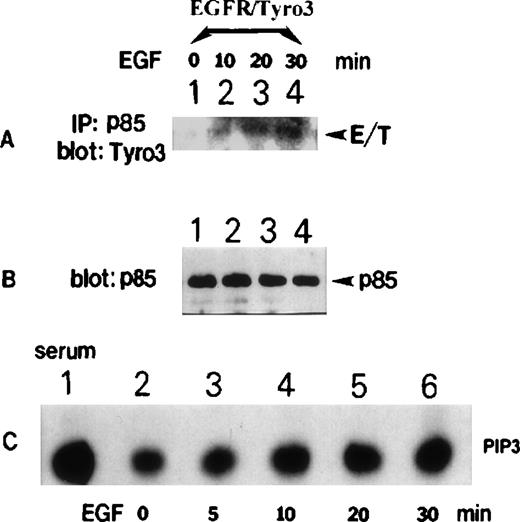Fig. 5. EGFR/Tyro3 activation is associated with an increased PI3 kinase activity. / NIH3T3-EGFR/Tyro3 cells treated with EGF for various times were lysed. Equal amounts of cell lysates were immunoprecipitated with the anti-p85 antibody. Immunoprecipitates were blotted for (A) Tyro3 and (B) p85. (C) NIH3T3-EGFR/Tyro3 cells treated with EGF for various times were immunoprecipitated with the anti-Tyro3 antibody. Immunoprecipitates were analyzed for the PI3 kinase activity, as described in “Materials and methods.” The PIP3 portion of the thin-layer chromatography data was shown. Lane 1 is the PI3 kinase assay results (a positive control) using p85-immunoprecipitates from serum-stimulated cell lysates. EGF, epithelial growth factor.