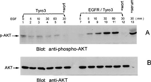 Fig. 6. EGF induces Akt phosphorylation in EGFR/Tyro3 cells. / NIH3T3-EGFR/Tyro3 (lanes 7-12) and NIH3T3 cells (lanes 1-6) were treated with vehicle (lanes 1 and 7) or EGF (lanes 2-6 and 8-12) for various times. (A) Equal amounts of cell lysates were blotted for the presence of phosphorylated Akt (p-Akt) using a phosphospecific anti-Akt antibody. Lanes 6 and 12 were EGF-treated (30 minutes) cells cultured in the presence of wortmannin. Lane 13 represents the serum-starved NIH3T3-EGFR/Tyro3 cells fed again the serum for 30 minutes. (B) The same blot was stripped and reprobed with an antibody recognizing all forms of Akt. EGF, epithelial growth factor.