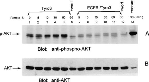Fig. 7. Human protein S induces Akt phosphorylation in Tyro3 cells. / NIH3T3-Tyro3 cells (lanes 1-6) and NIH3T3 cells (lanes 7-12) were treated with the vehicle (lanes 1 and 7) and human protein S (lanes 2-6 and 8-12) for various times. Cell lysates were blotted for phospho-Akt (A). Lanes 6 and 12 consist of protein S–treated (30 minutes) cells cultured in the presence of wortmannin. Lane 13 represents serum-starved NIH3T3-Tyro3 cells stimulated with the serum for 30 minutes. The same blot was stripped and reprobed with the antibody recognizing all forms of Akt (B).