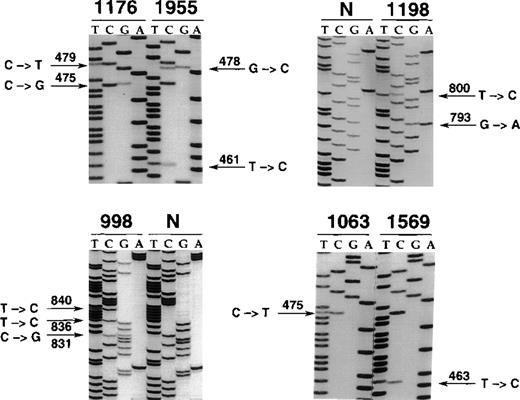 Fig. 2. Nucleotide sequencing analyses of BCL-6 mutations in representative B-cell neoplasms. / The sequence of each case shown in the figure is matched to the sequence of a normal control (N) displaying germline BCL-6 alleles or to the sequence of a tumor sample harboring mutations at a different site. The position of mutations is indicated by the nucleotide number of the corresponding BCL-6 germline sequence (the first nucleotide of the BCL-6 cDNA was arbitrarily chosen as position +1). Cases included in the figure include systemic de novo B-DLCL (1176, 1198, 998), primary central nervous system B-DLCL (1955), and primary splenic B-DLCL (1063, 1569).