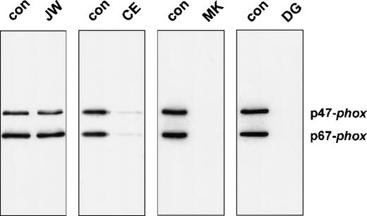 Fig. 4. Western blot analysis of neutrophil membranes reisolated from the cell-free activation system. / The reisolated membranes were prepared as described in the legend of Table 2. Four fifths of these membrane samples were precipitated with 10% (w/v) trichloric acid and resuspended in sample buffer as previously described. After 10% PAGE, the proteins were blotted and stained for p47-phox and p67-phox.