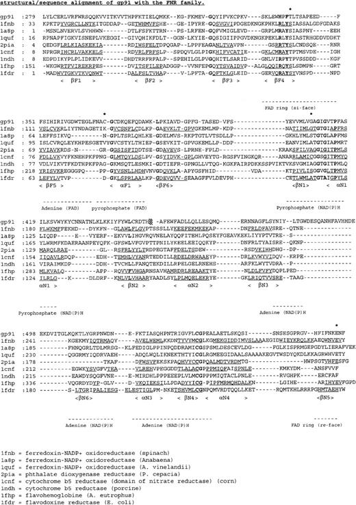 Fig. 5. Multiple sequence alignment of the cytosolic C-terminal nucleotide binding domains of gp91-phox with members of the FNR family with known 3-dimensional structure. / The deduced amino acid sequence of gp91-phox is aligned with the amino acid sequences of ferredoxin NADP+ reductase from spinach (1fnb),43 Azotobacter vinelandii(1a8p),59 and Anabaena (1quf);60phthalate dioxygenase reductase from Pseudomonas cepacia(2pia);46 nitrate reductase from corn (1cnf);61 cytochrome b5 reductase from pig liver (1ndh);62 flavohemoglobin fromAlcaligenes eutrophus (1fhp);63 and flavodoxin reductase from Escherichia coli (1fdr).64 Secondary structure elements are underlined, conserved residues shown in bold, and mutated residues indicated by an asterisk.