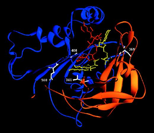 Fig. 6. Ribbon diagram of the 3-dimensional model of the cytosolic part of gp91-phox.27. / The schematic diagram was generated with Ribbons.65 The α-helices are depicted as cylinders and the β-sheets as arrows. The FAD-binding domain is drawn in orange, the NADPH-binding domain in blue, FAD in yellow, NADPH in red, and the mutated residues in white.