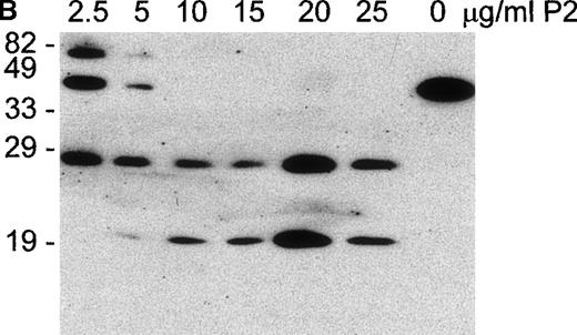 Fig. 5. P2 incorporates into E and causes dose-dependent cleavage in glycophorin expression and hemolytic susceptibility. / (A) E were treated with various concentrations of P2 and analyzed by flow cytometry using the mAb for GPA (□), GPB (⋄), and GPC (▵) or the polyclonal serum F35 against P2 (○). Cells were also subjected to C in a hemolysis assay (•). (B) E ghosts obtained from samples described above and were prepared and analyzed by Western blot using the monoclonal antibody against the intracellular portion of GPA (Bric163).