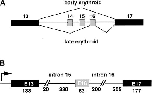Fig. 1. Alternative splicing of erythroid specific exon 16. / (A) Model of the splicing switch that accompanies erythroid differentiation. Constitutive exons are filled in in black; alternatively spliced E16 is filled in in gray. Early erythroid progenitors skip E16 almost entirely, while later progenitors include E16 with high efficiency. (B) Structure of the 1.2-kb minigene that serves as template for transcription of pre-mRNA splicing substrates. Arrow indicates start site for in vitro transcription.