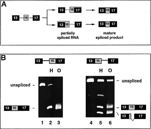 Fig. 3. Ordered splicing pathways for inclusion of exon 16. / (A) The 2 possible ordered splicing pathways by which exon 16 could be included and the structure of the partially spliced RNAs unique to each pathway. (B) The ability of the partially spliced RNAs to be chased into mature products in either HeLa nuclear extract (H) or oocytes (O). Lanes 1-3 show downstream-first RNA 13i16/17 before splicing (lane 1), or after splicing in HeLa nuclear extract (lane 2) or in oocytes (lane 3). Lanes 4-6 show upstream-first RNA 13/16i17 before splicing (lane 4), or after splicing in HeLa nuclear extract (lane 5) or oocytes (lane 6). Lower band corresponds to splicing at a cryptic 5′ splice site in exon 16.