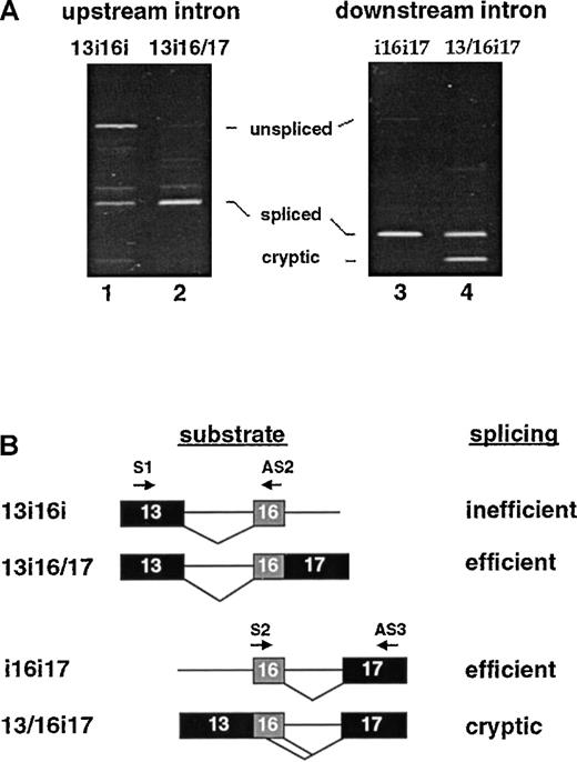 Fig. 4. Sequence requirements for splicing of introns flanking exon 16. / (A) Oocyte splicing assays. Left: excision of the upstream intron in the presence of downstream intron sequences (lane 1) or in the presence of juxtaposed exon 17 sequences (lane 2). Removal of the upstream intron was assayed by PCR with the use of primers in E13 (oligo S1) and E16 (AS2). Right: excision of the downstream intron in the presence of upstream intron sequences (lane 3) or in the presence of juxtaposed exon 13 sequences (lane 4). Removal of the downstream intron was assayed by PCR with the use of primers in E16 (oligo S2) and E17 (AS3). (B) Summary of results. Most importantly, excision of the downstream intron was most accurate if it occurred in conditions consistent with first step removal, ie, in the presence of the upstream intron (construct i16i17). Excision of the upstream intron appeared most efficient as a second step reaction (construct 13i16/17). The product slightly larger than the authentic spliced band represents a potential cryptic splicing event that was predominantly formed when splicing of the upstream intron was attempted as a first step (lane 1).