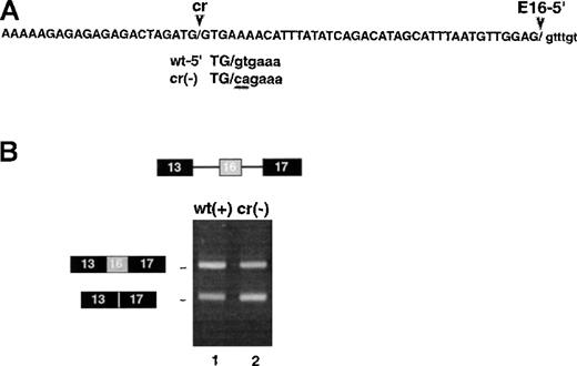 Fig. 5. Effect of a pseudo-5′ splice site in exon 16. / Presence of a pseudo-5′ splice site in exon 16 does not negatively regulate splicing at the authentic 5′ splice site. (A) Sequence of the cryptic splice site in exon 16. The similarity to a consensus 5′ splice site and its ability to be activated in construct 13/16i17 suggest that U1 snRNP can bind here. Also shown is a gt-> ca mutation introduced to block potential U1 binding. (B) Splicing of 3-exon constructs containing the cryptic splice site (lane 1) or its mutated variant (lane 2). The failure of the mutation to activate exon 16 inclusion argues against a model in which U1 binding at the cryptic site represses exon 16 splicing by inhibiting recognition of the authentic 5′ splice site.