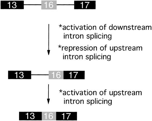 Fig. 6. Downstream-first model for ordered splicing of introns flanking exon 16. / The first step of the pathway is excision of the downstream intron, generating a partially spliced RNA with exons 16 and 17 joined. This step is hypothesized to remove repressor elements in intron 16 and/or juxtapose enhancer elements in exon 17, thus activating splicing of the upstream intron in the second step of the reaction.