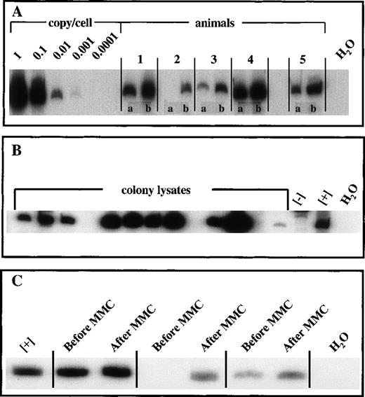 Fig. 2. Vector-specific PCR. / (A) PCR was performed with the use of DNA isolated from peripheral blood samples taken from primary recipients before and after MMC administration. The standard curve was generated with the use of serial dilution of a known vector-copy cell line, 52-19. (B) Methylcellulose cultures were performed with the use of bone marrow isolated from animals receiving FANCC-transduced cells. Day-15 bone marrow colonies were enumerated and isolated for PCR analysis. (C) PCR was performed with the use of DNA isolated from peripheral blood samples taken from secondary recipients before and after MMC administration. Positive control DNA was derived from cell line 52-19 and negative control DNA was isolated from cell line 17.
