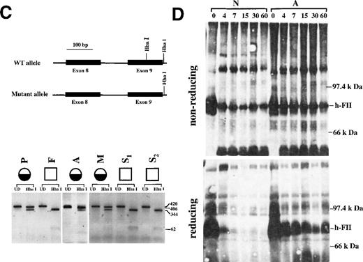 Fig. 1. Characterization of prothrombin San Antonio. / (A) The prothrombin San Antonio family. Half-filled circles: Family members identified to be heterozygous for the prothrombin San Antonio gene. Open squares: Family members identified to be homozygous for the normal allele. Prothrombin activity (numerator) and antigen (denominator) levels are indicated for several family members. P, proband; F, father; M, mother; A, Aunt; S1-S3, sons. (B) The cloned PCR product for exons 8 and 9 was analyzed by DNA sequence analysis. (asterisk) Mutation resulting in the substitution of His for Arg320. Sequences for the complementary strand of the wild-type allele (top) and the mutated prothrombin allele (bottom) were obtained directly from sequencing. Red, T; green, A; black, G; and blue, C. (C) Identification of the mutation at nucleotide 7543 in the prothrombin gene by Hha I-restriction enzyme digestion. (top) Schematic representation of the Hha I-restriction map of the PCR products for exons 8 and 9 from the wild-type (WT) and the mutant prothrombin allele. (bottom) Hha I digestion fragments of the PCR products from the proband and her family members (see part A). Fragment sizes in bp are indicated. UD, undigested. (D) Western blot analysis of the activation of prothrombin by Ecarin (in the presence of hirudin) from a normal control (N) and the maternal aunt of the proband (A). Plasma activated with Ecarin in the presence of hirudin was fractionated by 10% SDS-PAGE in the absence (top) or presence (bottom) of β-mercaptoethanol. The mobility of prothrombin is indicated (h-FII). The incubation time of plasma sample with Ecarin is indicated at the top.