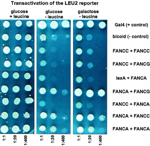 Fig. 1. Yeast plates showing growth response under different dilution and testing conditions. / Yeast strain EGY48 was cotransfected in pairs, with the indicated combinations of vectors for the expression of full-length Fanconi anemia LexA or B42 fusion proteins. Three dilutions each were spotted onto complete minimal dropout media. The first protein of each of the combinations represents the LexA fusion, the second protein the B42 fusion. Each result was confirmed by 4 independent assays.