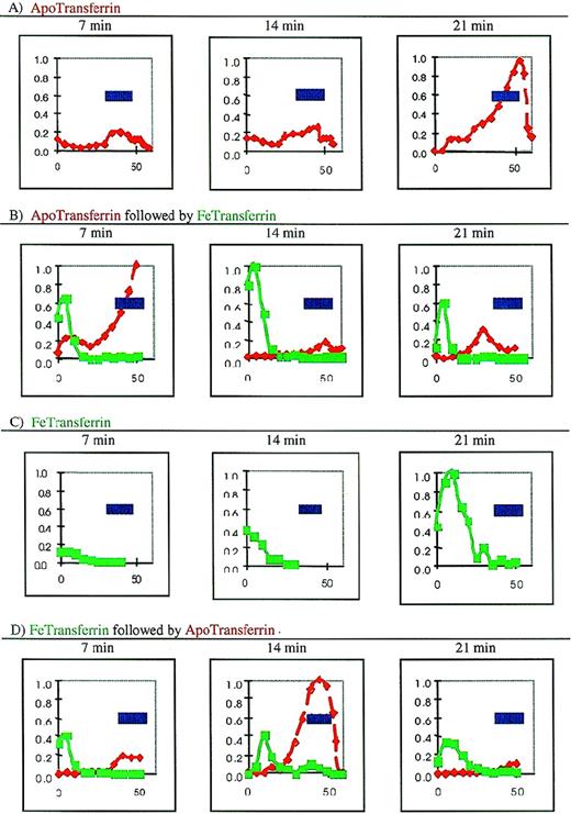 Fig. 2. The kinetics of the distribution of apo-Tf–Texas Red and Fe-Tf–Bodipy in Caco-2 cells. / Multiple Caco-2 cell monolayers were incubated either with 0.1 μm apo-Tf–Texas Red (panels A and B) or 0.1 μm Fe-Tf–Bodipy (panels C and D) and were examined by confocal microscopy after 7, 14, and 21 minutes of incubation (panels A and C). After 21 minutes, the basal chamber contents were changed so that the cells containing apo-Tf–Texas Red were now offered Fe-Tf–Bodipy (panel B) in the basal chamber, and the cells that had seen Fe-Tf–Bodipy were now offered apo-Tf–Texas Red (panel D). The cells were again examined after an additional 7, 14, and 21 minutes (panels B and D). At the indicated times, the cells were then washed and processed, and the nuclei were stained blue with ToPro-3. The graphs on the y-axis show the average intensity of the fluorescent transferrins obtained by image analysis of 2 to 4 independent experiments for each treatment with duplicate monolayers. The fluorescence intensity for each of the 4 panels was normalized to the highest intensity occurring at the 3 times. The x-axis is the distance in arbitrary units from the membrane on which the cells were grown. In each monolayer, 10 to 23 optical slices were analyzed. The cell monolayers averaged 251 cells per monolayer. The blue bar indicates the area encompassed by the nuclei.