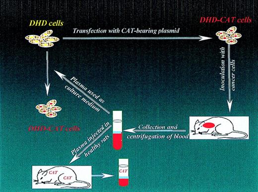 Fig. 1. Schematic representation of CAT-transfection experiments. / DHD cells were converted to tagged cells (DHD-CAT cells) in two ways: as a result of direct transfection or as a result of culture in medium supplemented with plasma from rats with DHD-CAT cancerous tumors. Reprinted with permission from Histol Histopathol. 1999;14:1089.