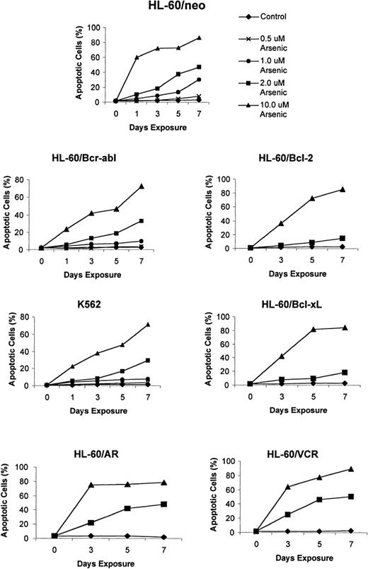 Fig. 2. Effects of As2O3 (arsenic) on the apoptotic rate of K562 and the various HL-60 cell types. / Cells were treated with the indicated concentrations and exposure intervals of As2O3, and percentage apoptotic cells were characterized as those that stained with annexin-V and excluded PI, using the annexin-V assay kit (see “Materials and Methods”). Data represent the mean of 3 independent experiments.